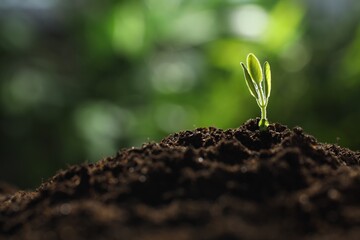 Young plant with green leaves growing from soil outdoors, closeup. Space for text