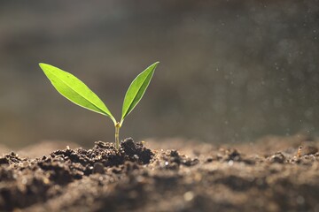 Water drops falling onto young plant with green leaves in soil outdoors, closeup. Space for text
