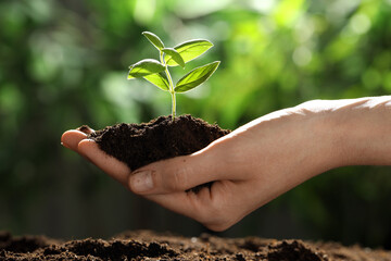 Woman holding soil with young plant outdoors, closeup