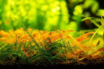 Aquarium yellow shrimp in plant aquascape