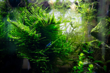 Algae in a home dirty aquarium, moss sp. giant South America covered with different types of algae
