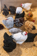 Multiple chicken breeds in a small barn enclosure on soft bedding interacting and resting during agricultural showcase event