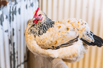 Light Sussex hen resting on burlap-covered rail with its head turned, showcasing fluffy plumage and...