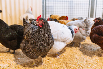 Mixed poultry breeds including Barred Plymouth Rock, Light Sussex, Australorp and Rhode Island Red in indoor barn pen on soft bedding at farm event