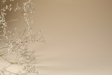 Promotion. Beautiful gypsophila flowers on beige background, closeup. Space for text