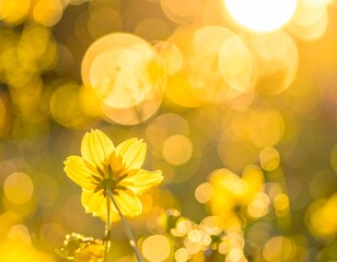 Close-up shot of a single yellow cosmos flower blooming in a field with a warm, golden bokeh background, conveying a cheerful and sunny mood.