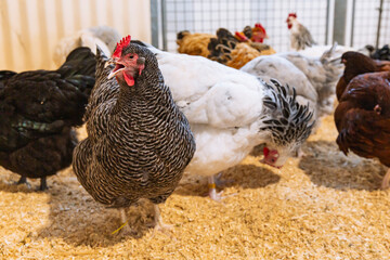 Barred Plymouth Rock chicken in foreground with Light Sussex and Australorp hens behind, all standing alert in spacious barn pen with soft bedding