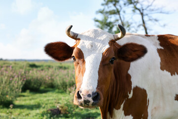 Beautiful brown cow with white spots in meadow