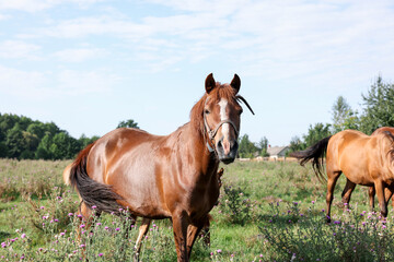 Fototapeta premium Beautiful horse in meadow on sunny day