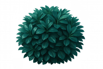 Green spherical topiary bush with lush foliage, showcasing dense leafy texture against transparent backdrop