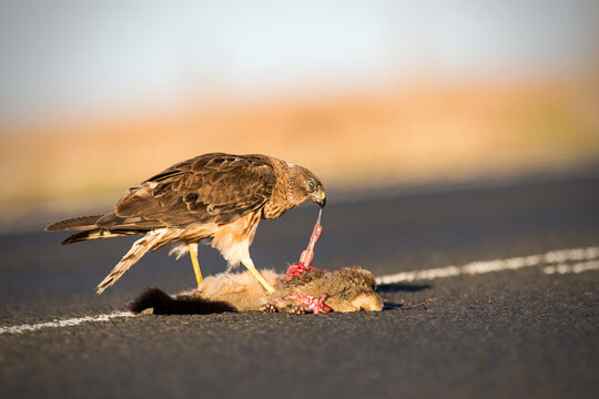 Brown falcon feeding on roadkill under golden light.