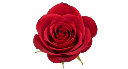 A Single Red Rose in Full Bloom