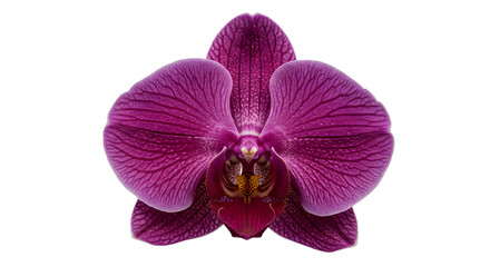 Close-up of a Vibrant Purple Orchid Against a White Background