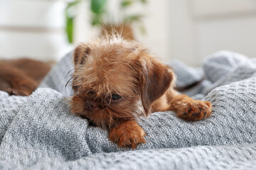 Cute Brussels Griffon puppy on pet bed indoors