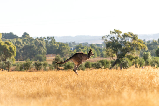 Kangaroo bounding through golden grass with green hills and trees in the distance