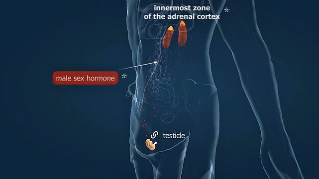Release of male sex hormone from adrenal cortex