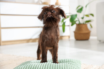 Cute Griffon puppy on pillow at home