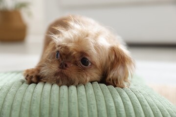 Cute Brussels Griffon puppy on pillow at home