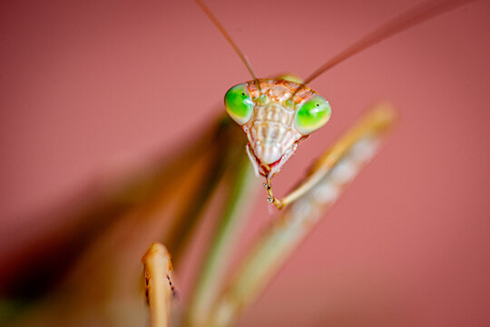 Close-up of praying mantis with vivid green eyes.