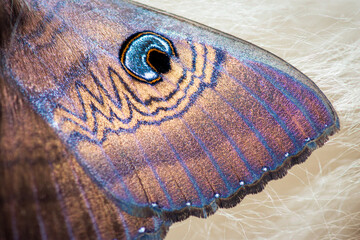 Close-up of the eyed cup moth, highlighting intricate wing patterns and vivid blue eyespots