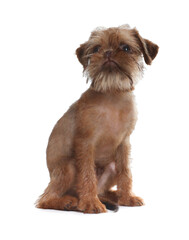 Cute Brussels Griffon puppy on white background