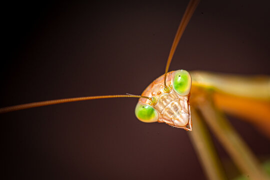 Close-up portrait of a green-eyed praying mantis.