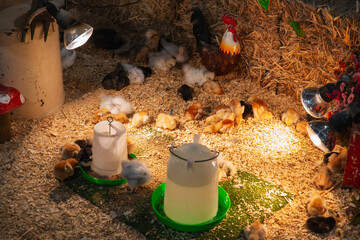 Group of newly hatched chicks gathered under warming lights and around feeders inside cozy indoor barn setting with straw and decorative props