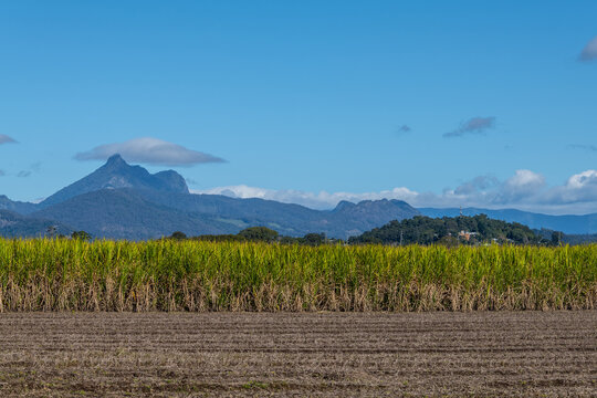 Sugar Cane farm with Mount Warning (Wollumbin) in the background