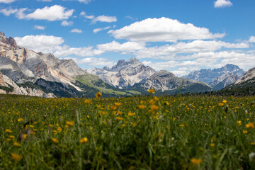 alpine meadow in summer