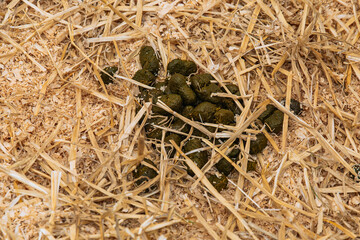 Fresh donkey droppings on straw and sawdust floor in livestock enclosure, realistic close-up capturing texture, color, and detail of natural waste