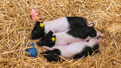 Three black and pink piglets napping closely together on straw bedding, wearing yellow ear tags in...
