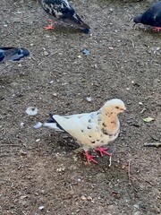 pigeons, white pigeon 