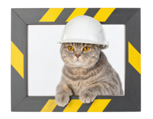 Gray tabby cat wearing a white construction hard hat, paws on a striped frame, with striking amber eyes and a calm, curious expression.