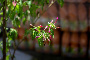 Closeup of delicate pink flowers on a green stem with a blurred background