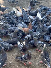 pigeons on the beach, pigeons eat