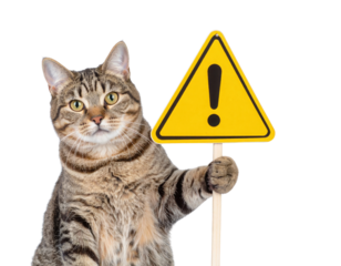 A tabby cat holding a yellow triangular warning sign with an exclamation mark, looking directly at the camera.