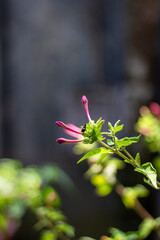 Closeup of a delicate pink flower bud with green leaves