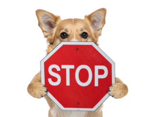 A corgi holding a red octagonal stop sign with its paws, gazing directly at the viewer.