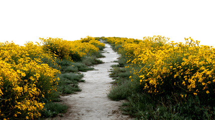 Pathway lined with bright yellow wildflowers under cloudy sky