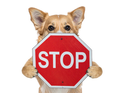 A corgi holding a red octagonal stop sign with its paws, gazing directly at the viewer.