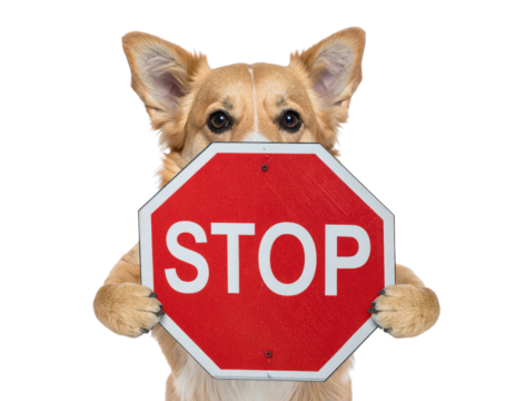 A corgi holding a red octagonal stop sign with its paws, gazing directly at the viewer.