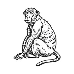 Obraz premium sketch of a monkey