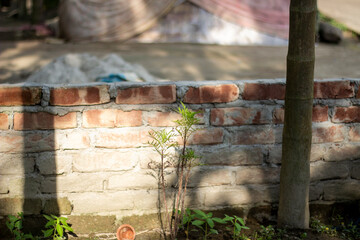 A small plant grows in front of a weathered brick wall