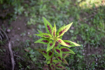 Vibrant green coleus plant with striking burgundy markings in sunlight