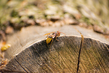 hornet on wood in the forest, macro