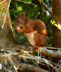 red squirrel on a tree