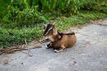 A young goat rests on a dirt path surrounded by greenery