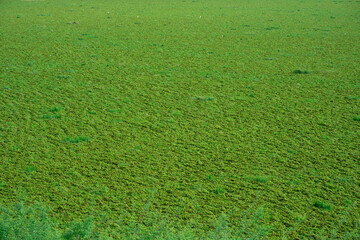 Natural green blanket over tranquil landscape country field aerial view lush environment serenity concept