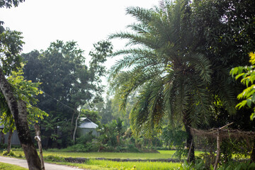 A lush green landscape with trees and a small house