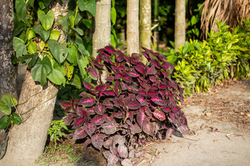 A vibrant coleus plant with deep red and green leaves grows beside a tree